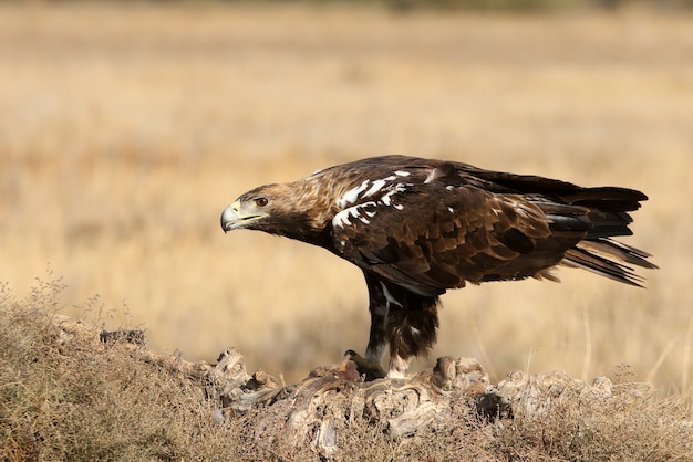 Spanish imperial eagle maschio adulto in una giornata ventosa la mattina presto