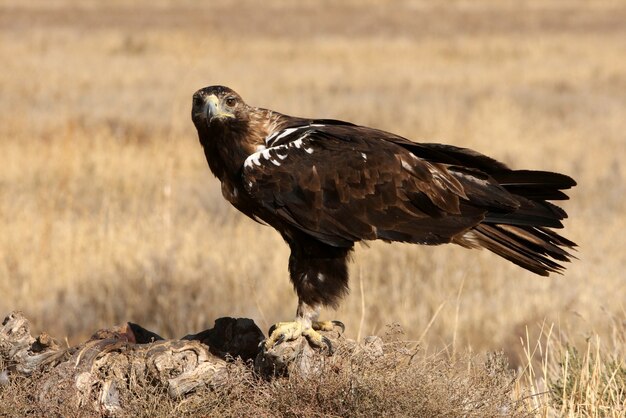 Spanish Imperial Eagle adult  male on a windy day early morning