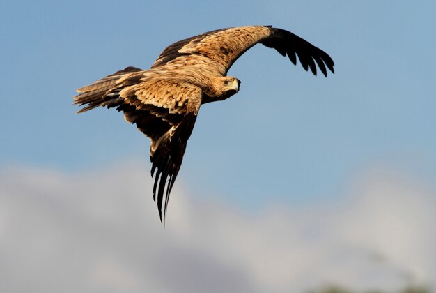 Spanish Imperial Eagle. Aquila adalberti