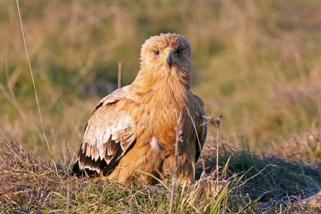  Spanish imperial eagle in the first light of dawn on a cold winter day