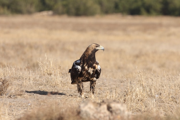 Spanish imperial eagle five years old  female on a windy day early morning