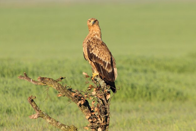 Spanish Imperial Eagle two year old female in her favorite watchtower at first morning lights on a cold winter day