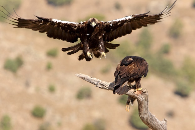 Photo spanish imperial eagles on a branch
