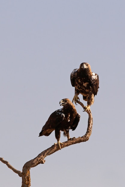 Spanish Imperial Eagles