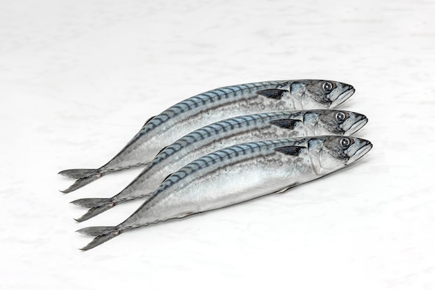 Spanish mackerel isolated on a white background