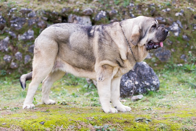 草の上に立っているカブ色のコートを持つスペインのマスチフの純血種の犬