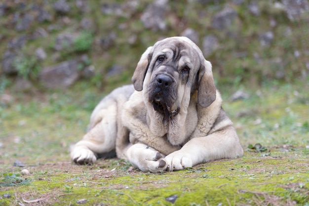 草の上に立っているカブ色のコートを持つスペインのマスチフの純血種の犬
