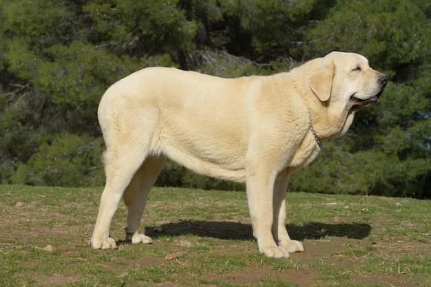 草の上に立っている黄色のコートを持つスペインのマスティフの純血種の犬