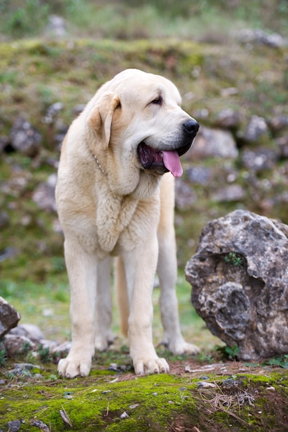 草の上に立っている黄色のコートを持つスペインのマスティフの純血種の犬