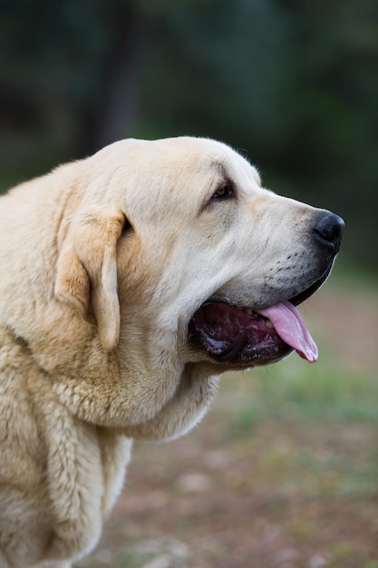 草の上に立っている黄色のコートを持つスペインのマスティフの純血種の犬