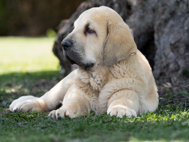 草の上に横たわっているスペインのマスティフの子犬