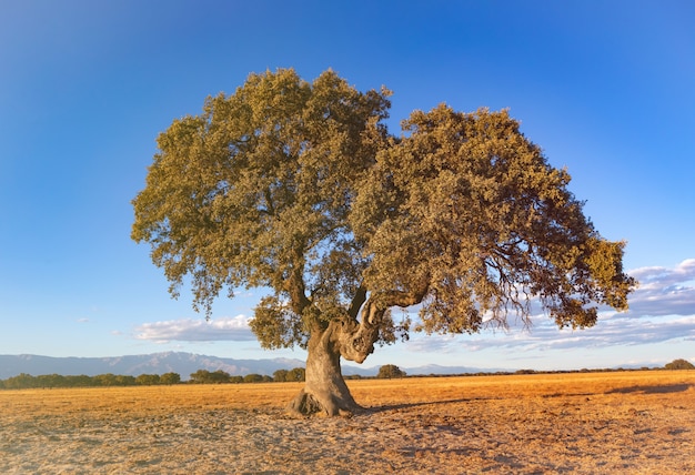 Spanish meadow in summer with a holm oak