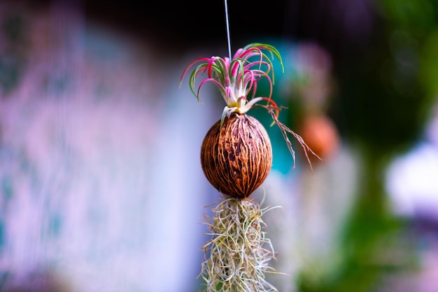 Spanish Moss fruit hanging on a house