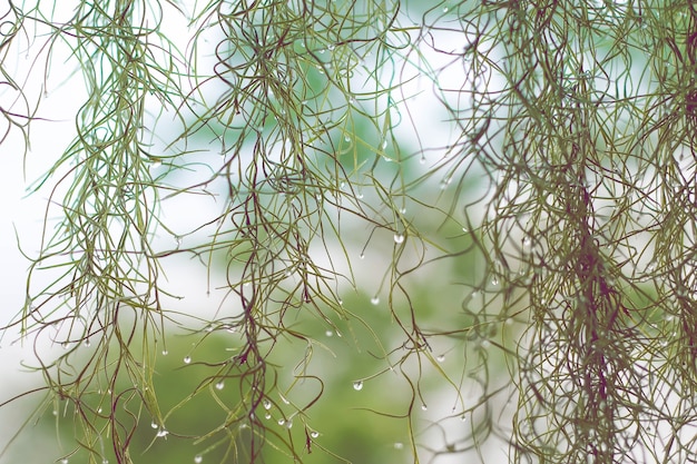 Photo spanish moss in the garden