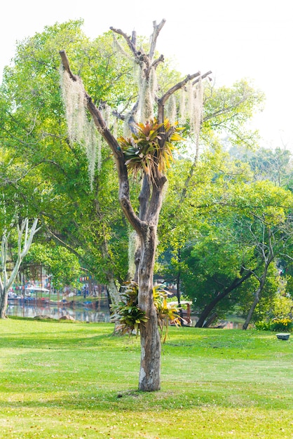 Spanish moss hang on dry tree