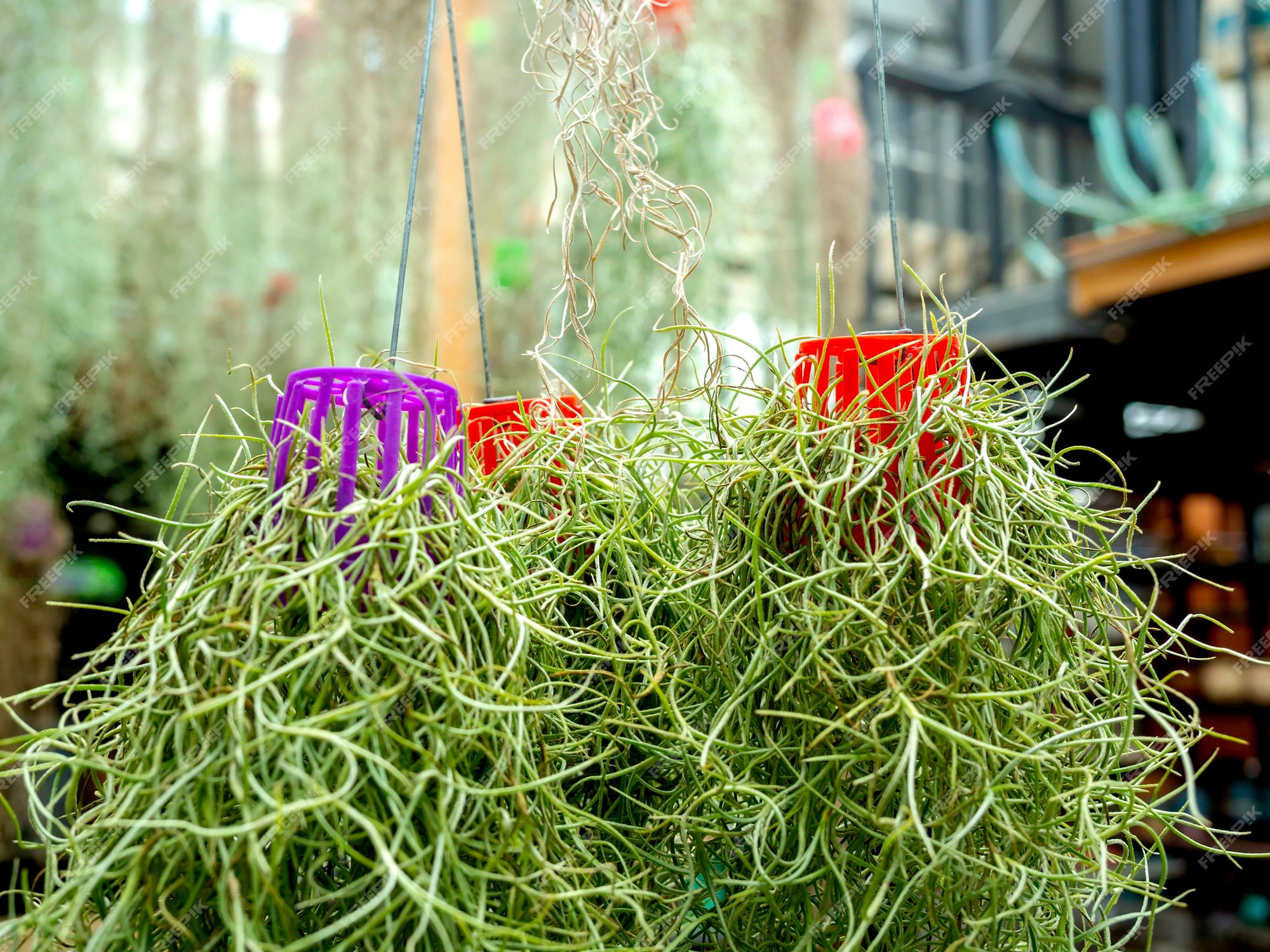 Premium Photo  Spanish moss. hanging plants with small plastic pot. upside  down. close up beautiful green plant hanging from ceiling in the greenhouse  garden.