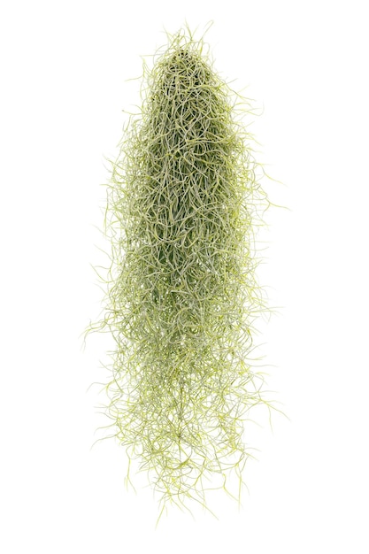 Spanish Moss isolated on white background Tillandsia usneoides