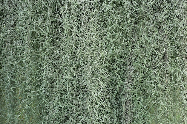 Spanish moss in nature detail