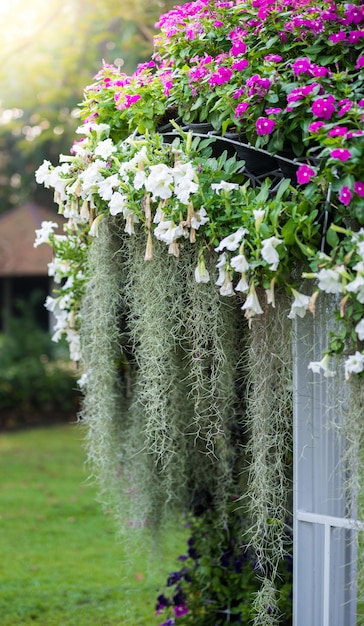 Spanish moss, Watercress flowers, petunia is garden arrangement