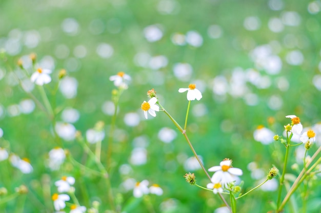 Photo spanish needle  (bidens pilosa)