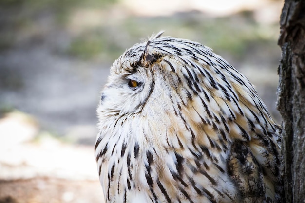 Spanish owl in a medieval fair raptors