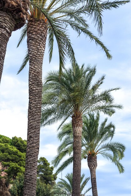 Spanish palm tree on blue sky background