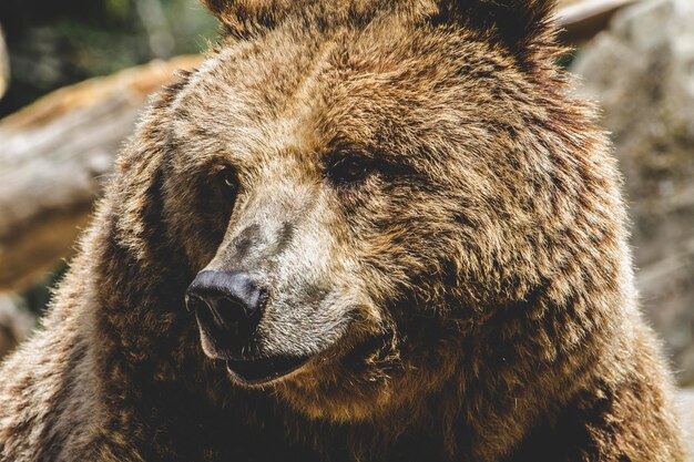 Spanish powerful brown bear, huge and strong  wild animal