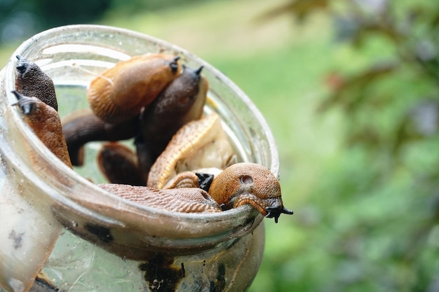 Foto arion vulgaris della lumaca spagnola su un barattolo di vetro