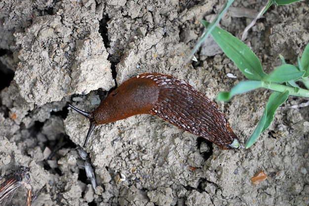 Spanish slug (Arion vulgaris) is dangerous pest agriculture. Selective focus