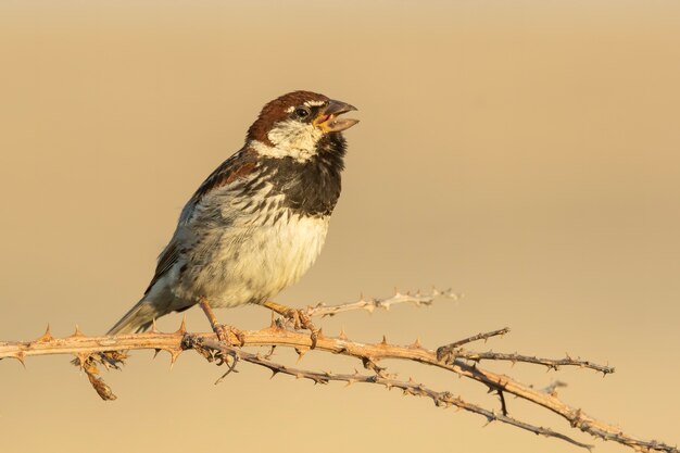 Spanish sparrow sitting on a perch