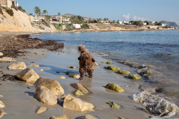Испанская водяная собака играет на пляже Альмадрава Эль Кампельо Аликанте Испания