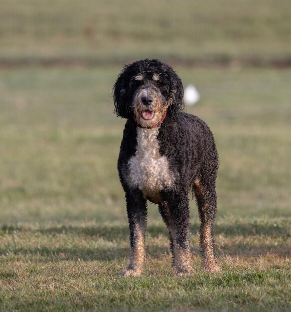 Foto cane d'acqua spagnolo che gioca in un parco