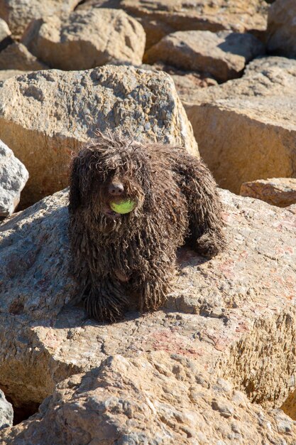 Spanish Water Dog on Rock in El Campello Alicante Spain