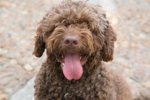 Spanish Water Dog in Spain