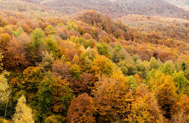 Spanje beukenbos in de herfst. Monasterio de Hermo, Asturië.