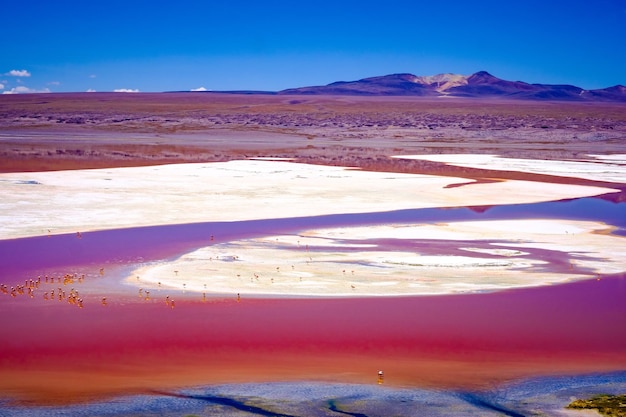 Foto spannend bovenaanzicht van rode laguna colorada met zwerm flamingo's in bergachtig bolivia