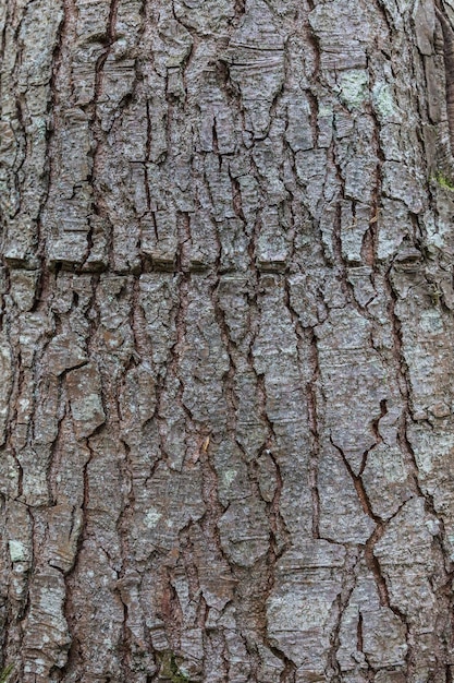 Spar boomschors close-up De exfoliërende bast van de boom Licht verloop Natuurlijke structuur textuur