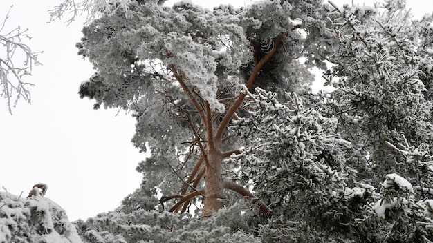 Spar dennenboom in de sneeuw