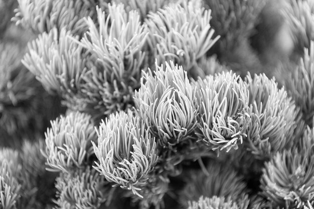 Spar naalden close-up natuurlijke textuur Kerststemming voor aroma Dennennaalden op takken Tak van dennenboom groene naalden Natuur schoonheid textuur Spar naalden zacht en zacht