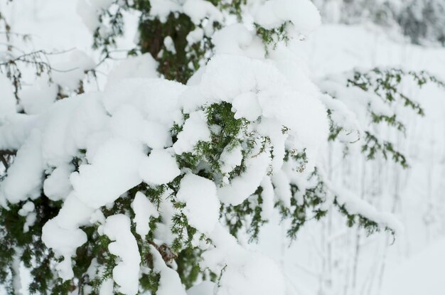 Spar onder de sneeuw