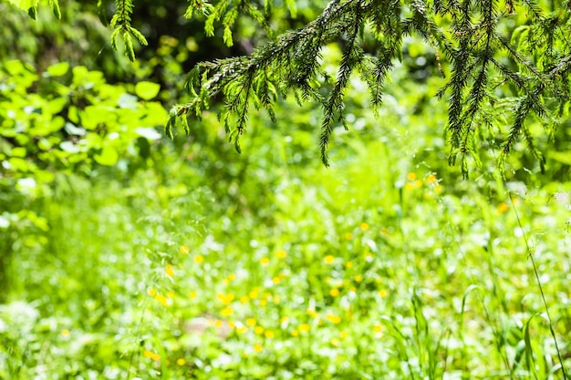 Spar twijgen over groene bos glade