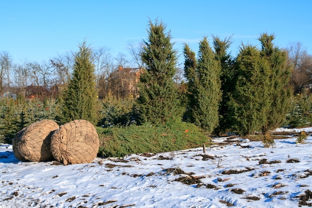 Spar zaailingen in de winter