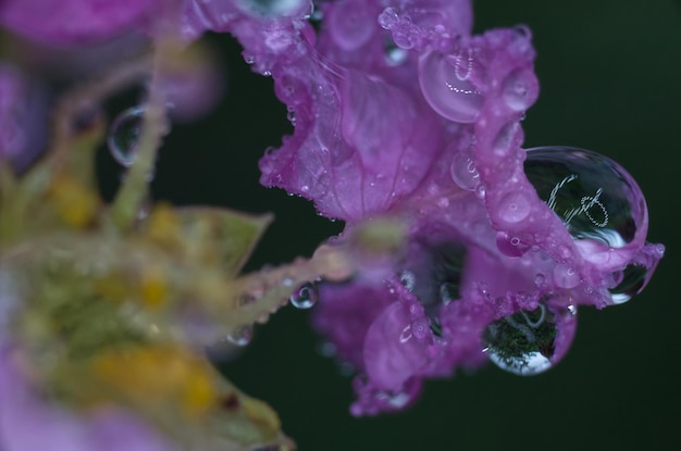 Sparkle waterdruppel op een paars bloemblad met donkere achtergrond