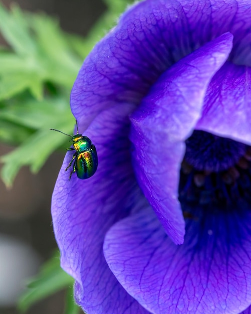 Sparkling chrysomelid beetle on blue anemone petals Beauty of nature