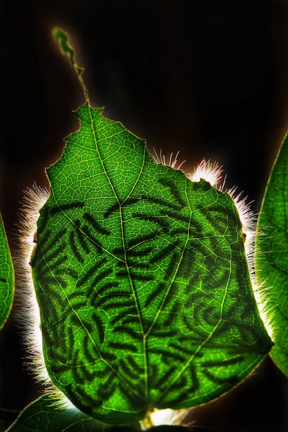 Sparkling edge kleine rupsjes eten groene bananenbladeren