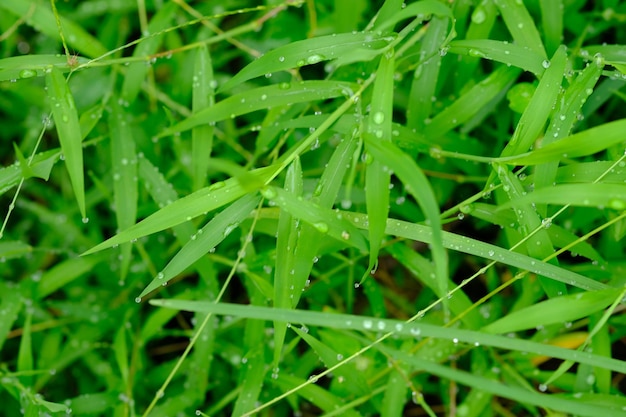 緑の芝生の上の輝く朝露露や雨滴の自然な背景のぼやけた画像