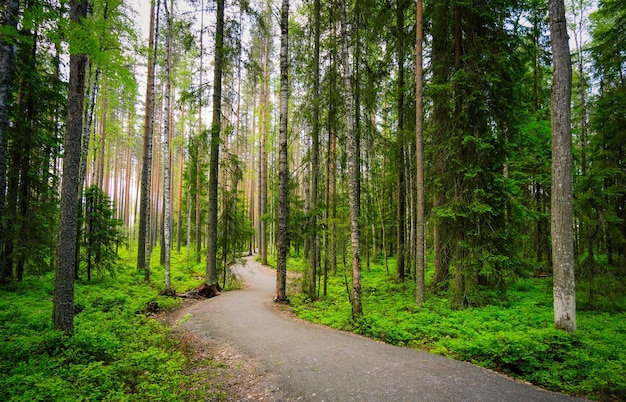 Sparren dennen en berken in het karelische bos prachtig park weg door het bos