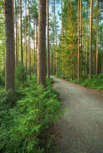 Sparren en dennen in het Karelische bos Prachtig park Weg door het bos
