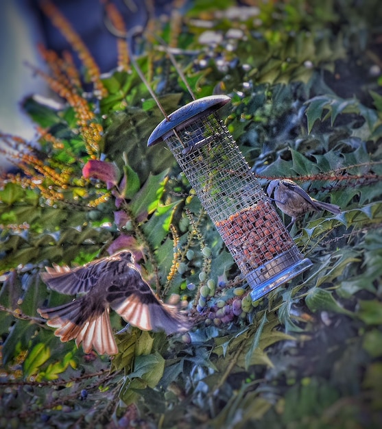 Foto sparren en vogelvoeder