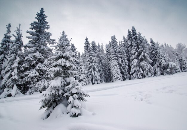 Sparren in de wintersneeuw